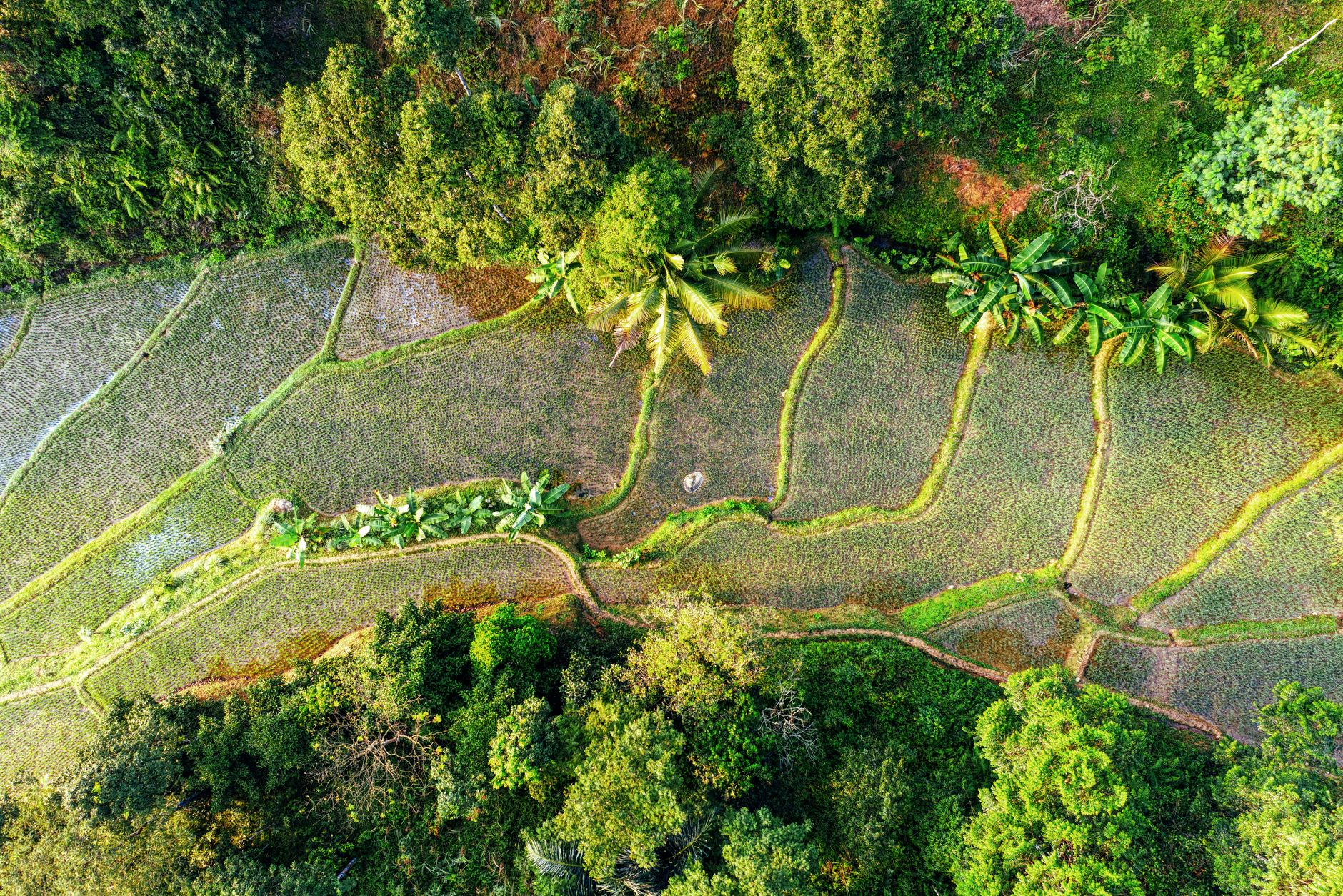 IIFM Agroforestry Expert Recruitment